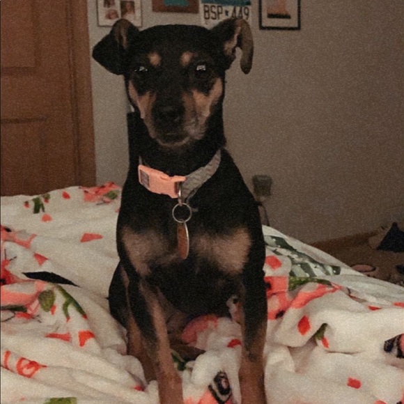 Meet your Posher, Rachel - Picture 3 of 6